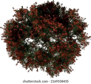 Top view tree (Young Flamboyant 3) illustration vector	