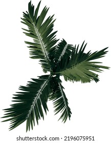 Top view tree ( Young Howea forsteriana Kentia ) illustration vector
