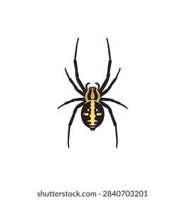 Top view vector illustration of a black and yellow garden spider isolated on white background