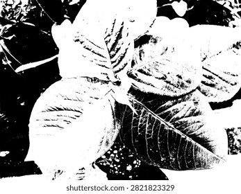Top view vector illustration of Trichanthera gigantea leaves in high contrast black and white stencil silhouette. Botanical fodder plant graphic.