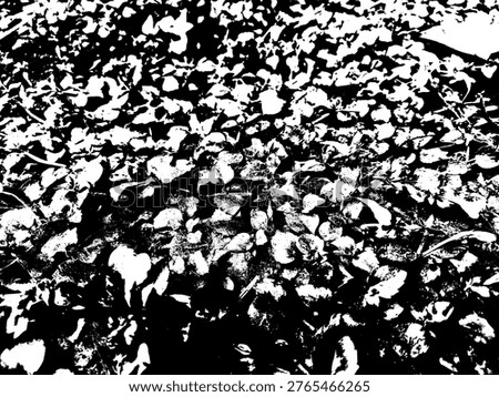 Top view vector illustration of wild groundcover plants with small flowers. High contrast black and white graphic texture of nature foliage, perfect for botanical aneted organic background designs.