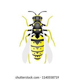 Top view of wasp - hornet on white background