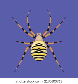 Top view of wasp spider