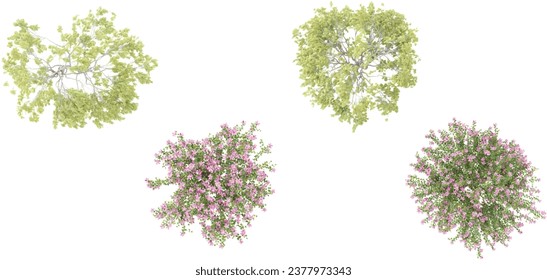 from the top view of Weeping willow tree,Bauhinia × blakeana flower isolate backgrounds 3d rendering