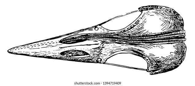 Top View of a Woodpecker Skull showing thyrohyals running along the skull vintage line drawing or engraving illustration.