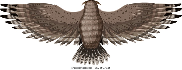 Top-down view of a soaring hawk