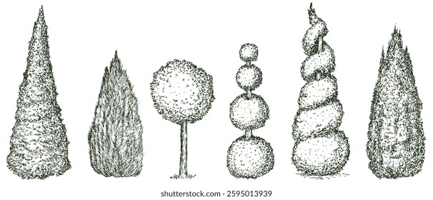 Topiary trees different shapes in hand drawn engraving sketch style. Set of pen and ink decorative garden plants. Vintage monochrome vector illustration.