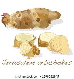 Topinambour. Jerusalem artichoke on plate vector illustration set. White background.