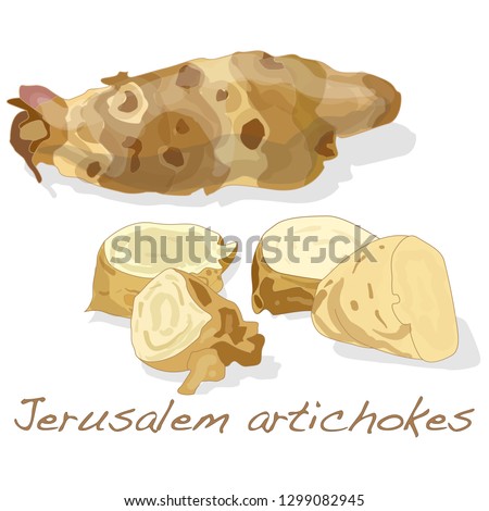 Topinambour. Jerusalem artichoke on plate vector illustration set. White background. [[stock_photo]] © 