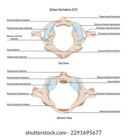 Topmost or atlas vertebra. First cervical vertebra connecting the skull and spine. Top and bottom view of spinal column part. Anatomical structure educational banner. Flat vector illustration