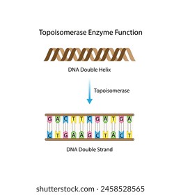 Topoisomerase Enzyme Function. Topoisomerase, preventing DNA from getting tangled. Scientific Design. Vector Illustration.