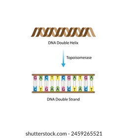 Topoisomerase Enzyme Function. Topoisomerase, preventing DNA from getting tangled. Scientific Design. Vector Illustration.