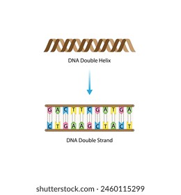 Topoisomerase Enzyme Function. Topoisomerase, preventing DNA from getting tangled. Scientific Design. Vector Illustration.