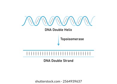 Topoisomerase Enzyme Function Science Design. Vector Illustration.