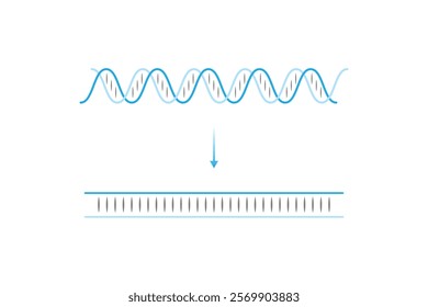 Topoisomerase Enzyme Function Science Design. Vector Illustration.