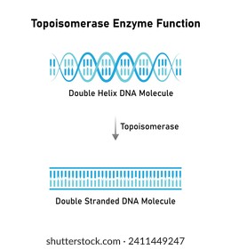 Diseño científico de la función enzimática de la topoisomerasa. Ilustración vectorial.