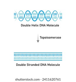 Topoisomerase Enzyme Function Scientific Design. Vector Illustration.