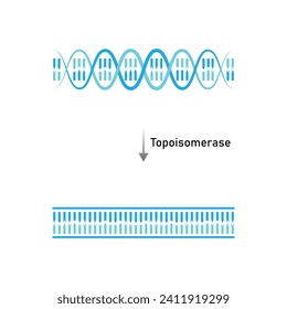 Topoisomerase Enzyme Function Scientific Design. Vector Illustration.