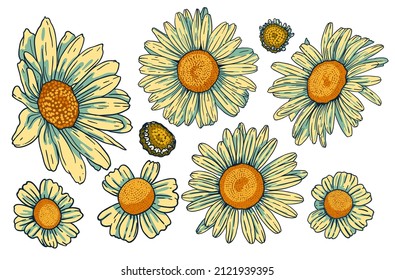 Tops of daisy flowers, vector set. Bundle of isolated floral design elements. Vector collection of beautiful blooming chamomiles with outline. Colored hand drawn illustrations on white background.