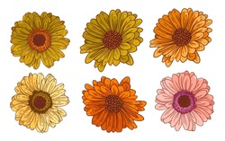 Tops Of Gerbera Flowers, Vector Set. Bundle Of Isolated Floral Design Elements. Vector Collection Of Beautiful Multicolor Daisies With Outline. Colored Hand Drawn Illustrations On White Background.