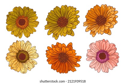 Tiras de flores de gerbera, conjunto vectorial. Conjunto de elementos de diseño floral aislados. Colección vectorial de hermosas mareas multicolor con contorno. Ilustraciones dibujadas a mano en color sobre fondo blanco.