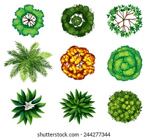 A topview of a group of plants on a white background 