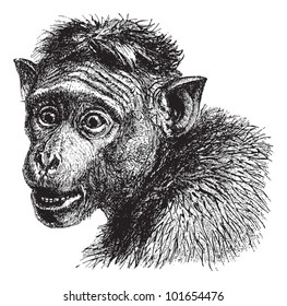 Toque macaque (Macaca sinica) / vintage illustration from Brockhaus Konversations-Lexikon 1908