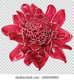 Torch ginger flower drawing vector illustrations. Botanical floral hand drawn element.