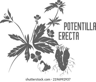 Planta de cicatrización tormentil con flores y silueta vectorial de raíces. Esquema herbario medicinal de Potentilla electa. Ilustración de silueta de flores tormentil para productos farmacéuticos y cosmetología. 
