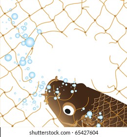 torn fishing nets and carp
