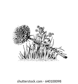 A torn flower. Dandelion. Vector illustration of a sketch. Isolated objects on white background.