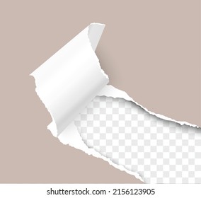 Agujero desgarrado de la esquina inferior derecha de la hoja marrón con rizo de papel y fondo transparente de la ventana resultante. Diseño de papel vectorial realista.