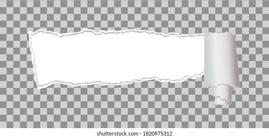 Torn paper with rolled edge on transparent background. Realistic ripped paper vector