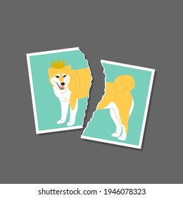 Torn photo of Shiba inu Japanese dog is wearing a golden crown and sunglasses. On gray background. Stock vector illustration.