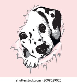 Torn pink paper with Dalmatian puppy dog face inside. Vector illustration.