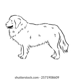 tornjac dog, vector, realistic vector sketch isolated on white