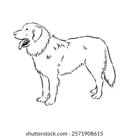 tornjac dog, vector, realistic vector sketch isolated on white