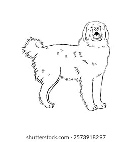 tornjac dog, vector, realistic vector sketch isolated on white