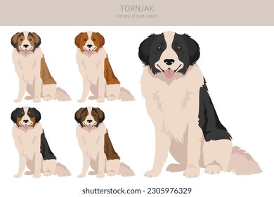 Tornjak clipart. Different poses, coat colors set.  Vector illustration