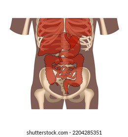 Torso Silhouette With Internal Organs. Medical Poster, Vector Illustration