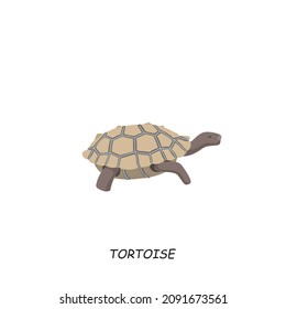 Tortoise. African animal. Vector illustration isolated on white background.