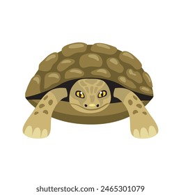 tortoise animal front view design
