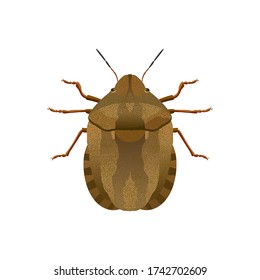 Tortoise bug, scientific name  Eurygaster maura, isolate on a white background, pest bread plants. Vector image