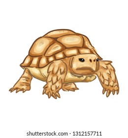 Tortoise Cartoon Animal Vector Illustration