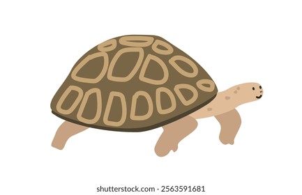 Tortoise cartoon clipart. Tortoise vector illustration in flat style. Hand-drawn wild animal concept