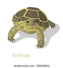 Tortoise casts a shadow on white background. Central Asian tortoise. Vector illustration. Object.