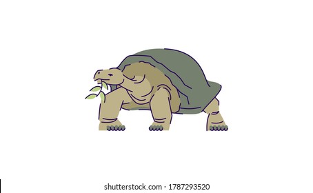Tortoise eating leaf semi flat RGB color vector illustration. Indonesian wildlife turtle. Safari conservation endangered creature. Wild animal isolated cartoon character on white background