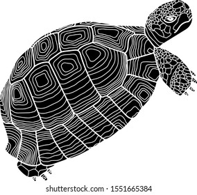 Tortoise graphic vector illustration isolated on white.