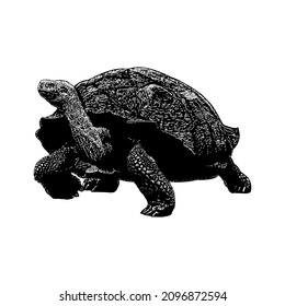 tortoise hand drawing vector illustration isolated on white background