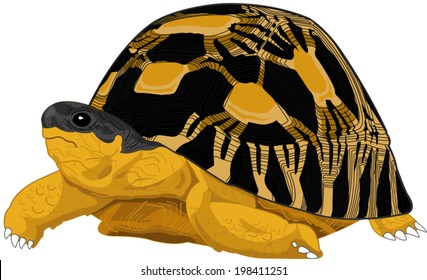 tortoise isolated on white background.